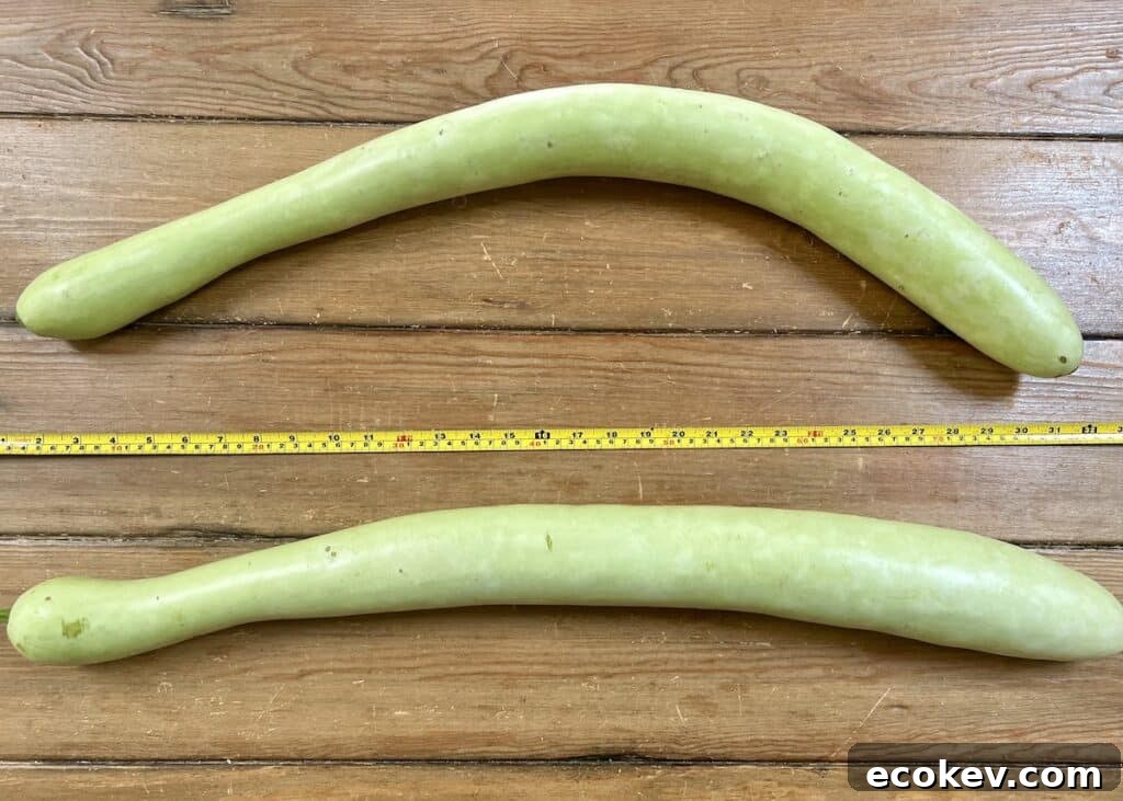 Two large cucuzza squash on a wood cutting board with a measuring tape.