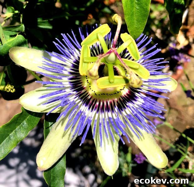.passion fruit flower