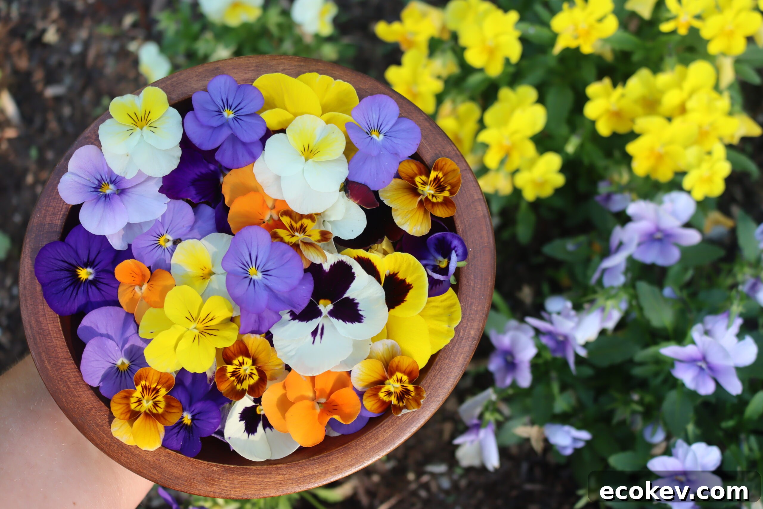 Pansy Recipes