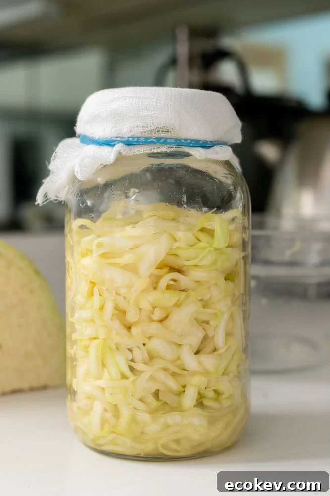 Sauerkraut in a mason jar on the first day.