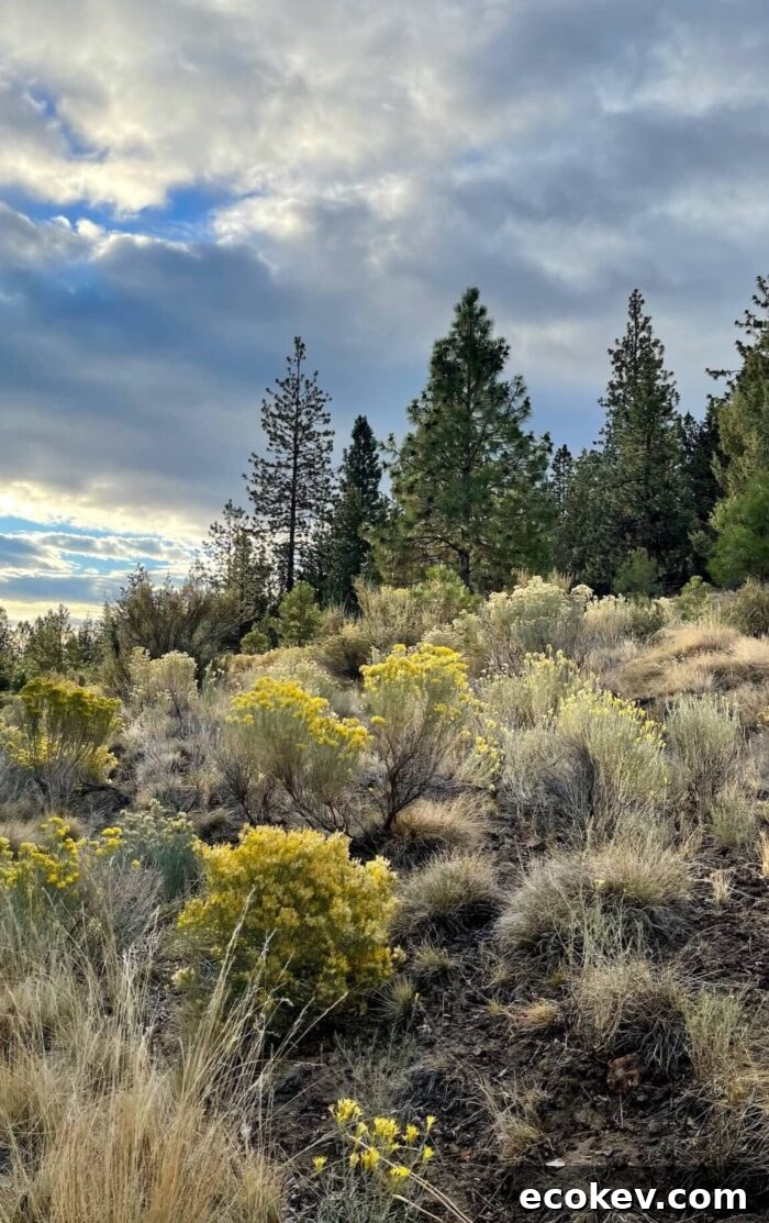 A Beautiful Plate Bend Oregon
