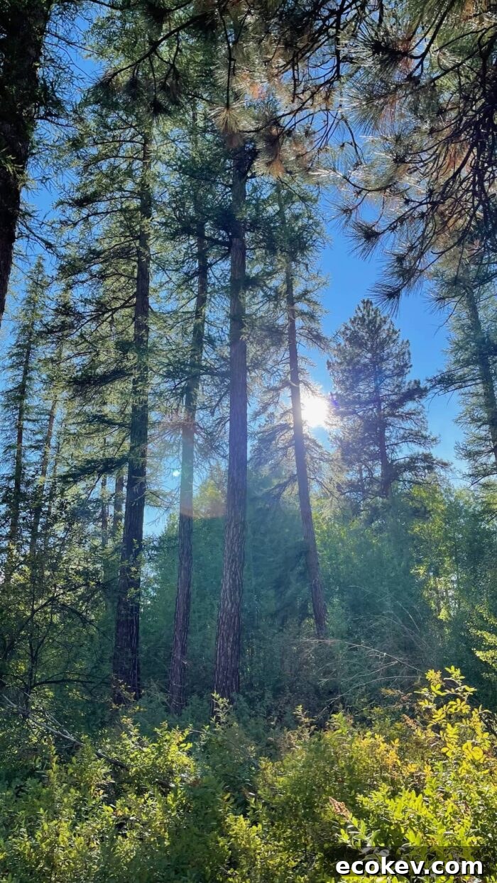 Shevlin Park Bend Oregon