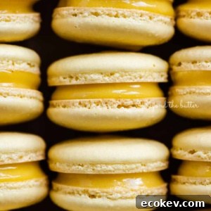Close up of rows of lemon bar macarons.