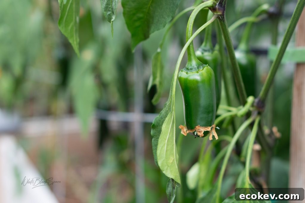 Jalapeno in our garden